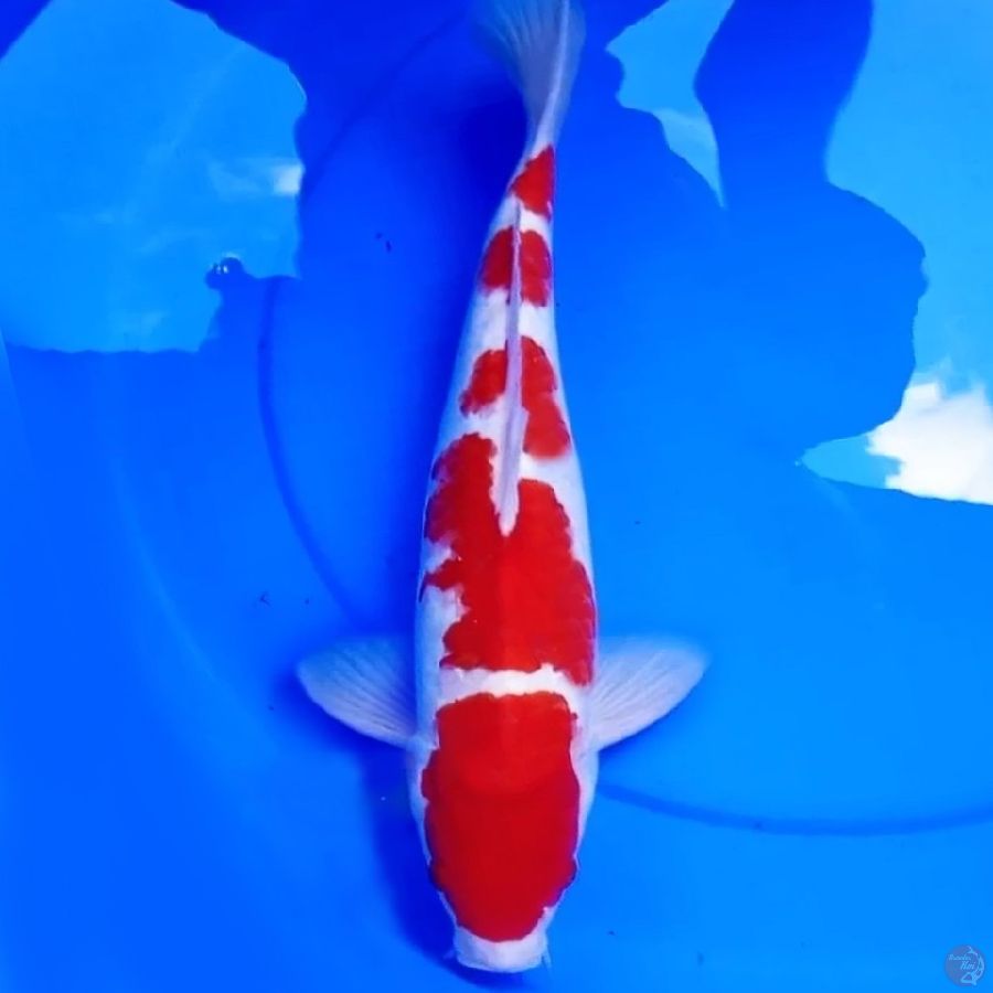 40cm SQ 5 SETEP KOHAKU