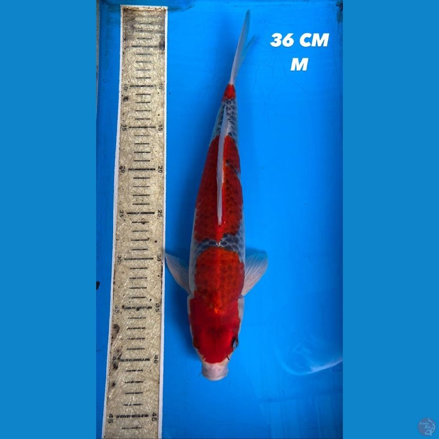 Gisiki 36cm Male