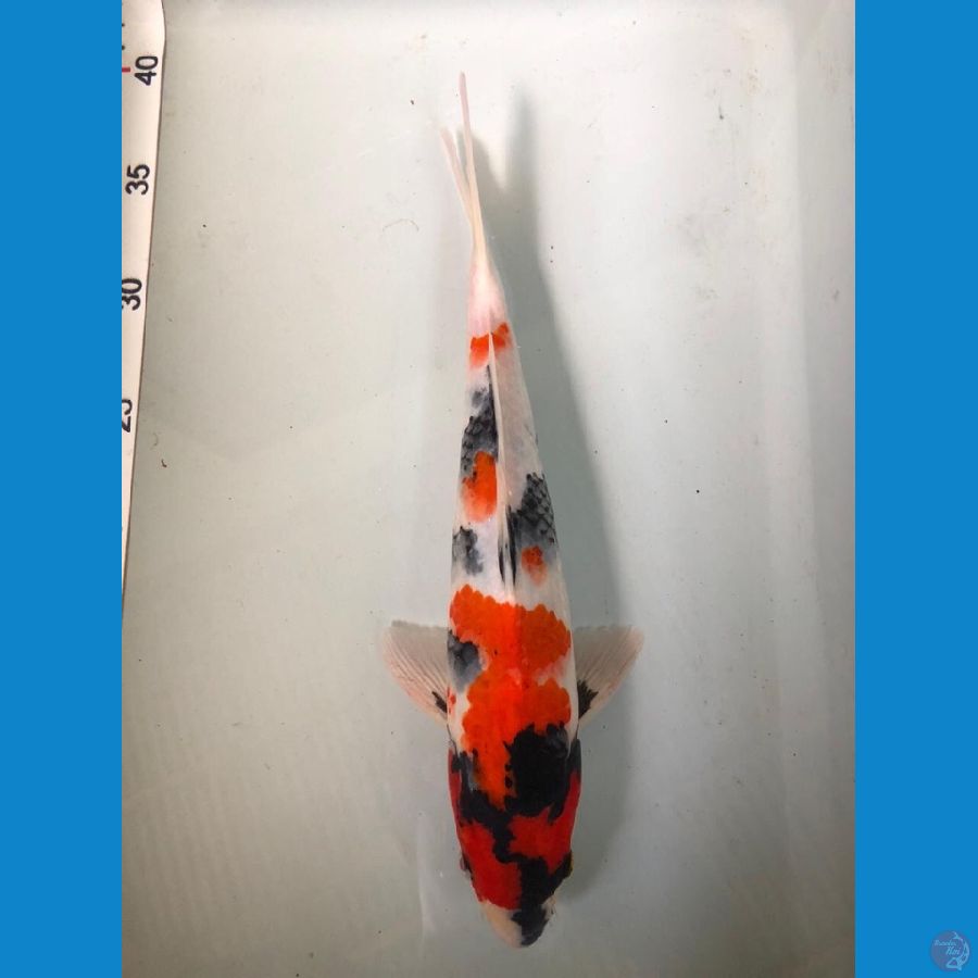 showa 29cm