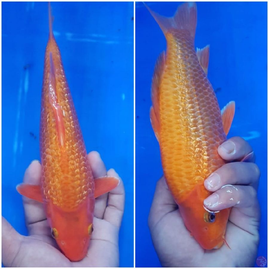 CARAMEL GINRIN 24 CM