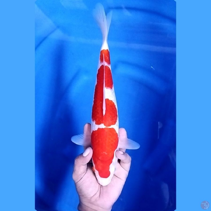 33CM # KOHAKU 3 STEPS - F