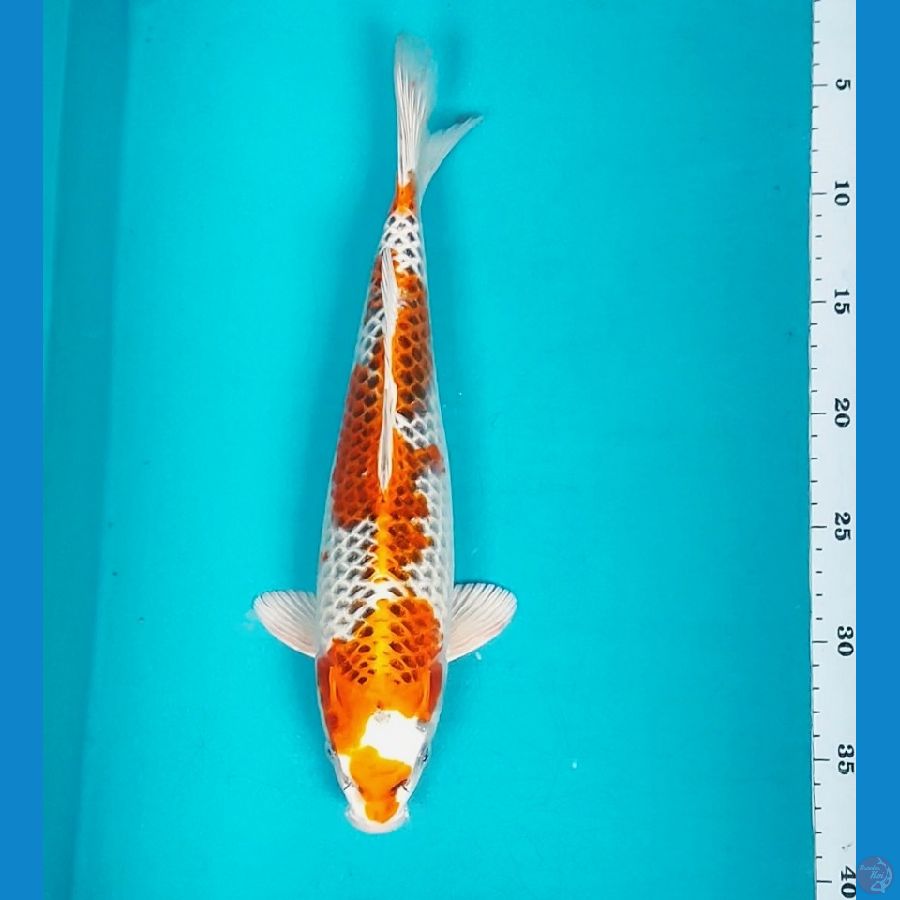 KUJAKU 32CM MALE