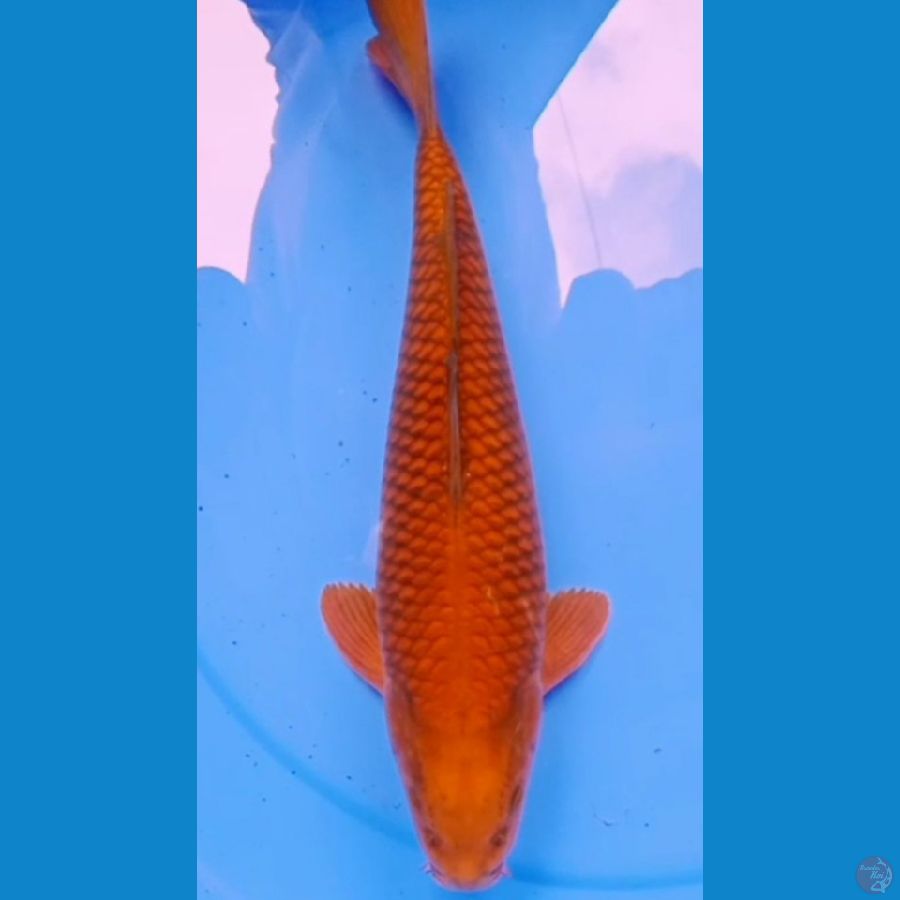37cm JUMBO CHAGOI TEMBAGA