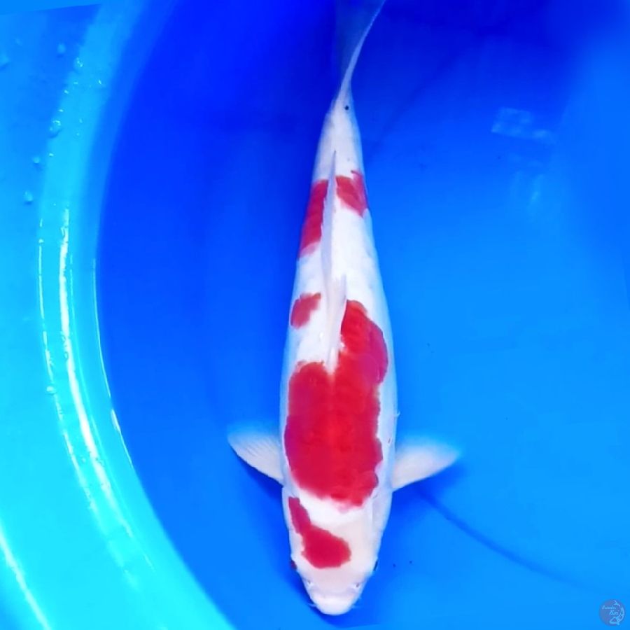 40cm ORIGINAL KOHAKU MENING