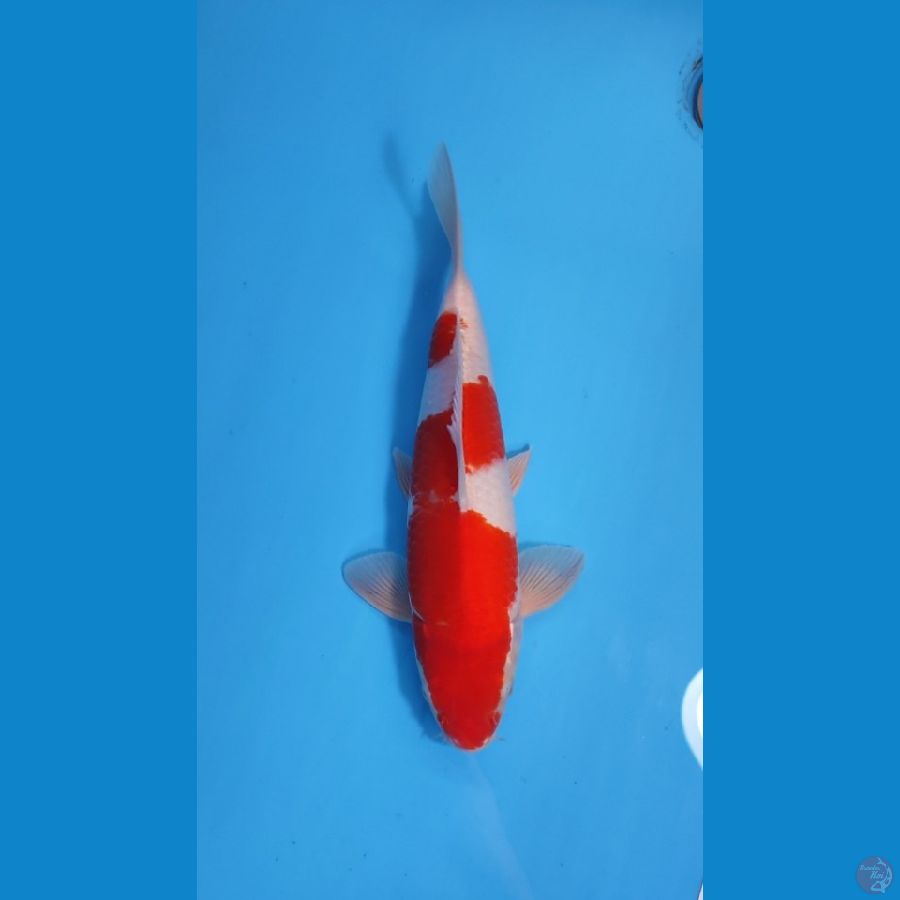 KOHAKU RED STRONG 33CM - FEEMALE 