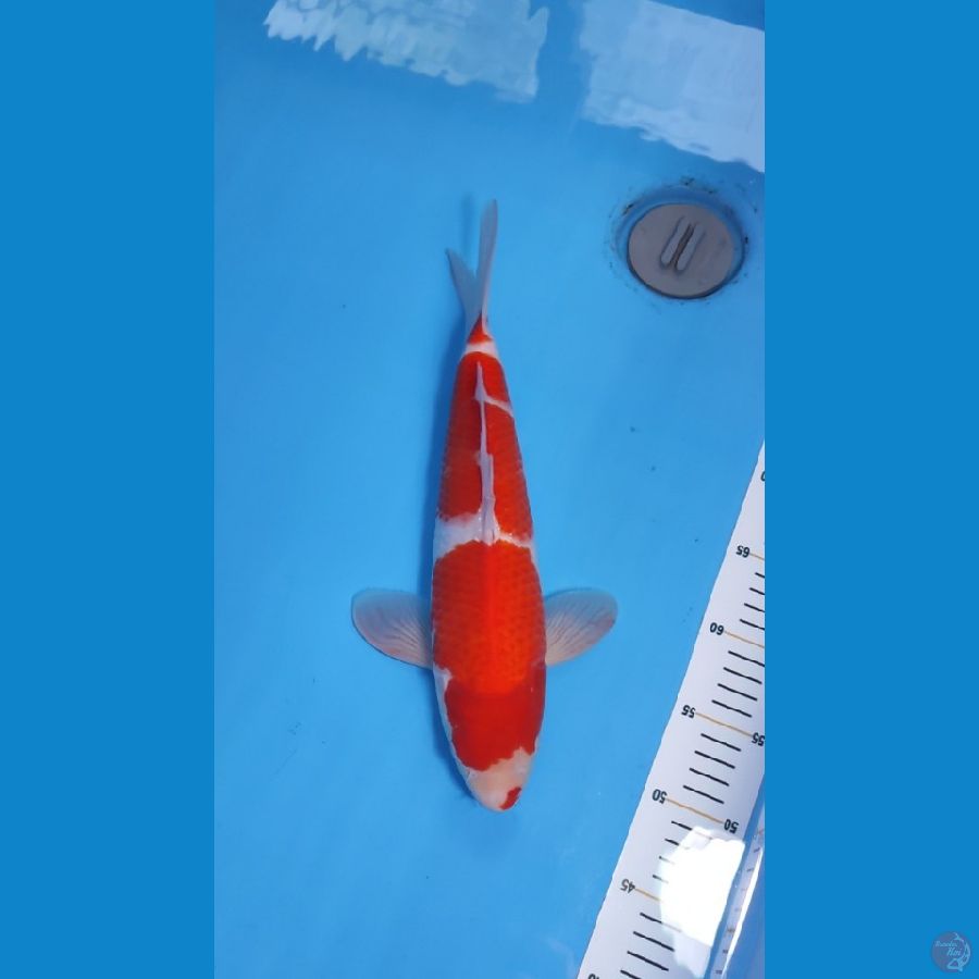 KOHAKU RED STRONG 35CM - MALE 