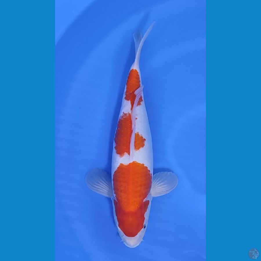 KOHAKU BAKAT JUMBO ~40cm/Feemale~