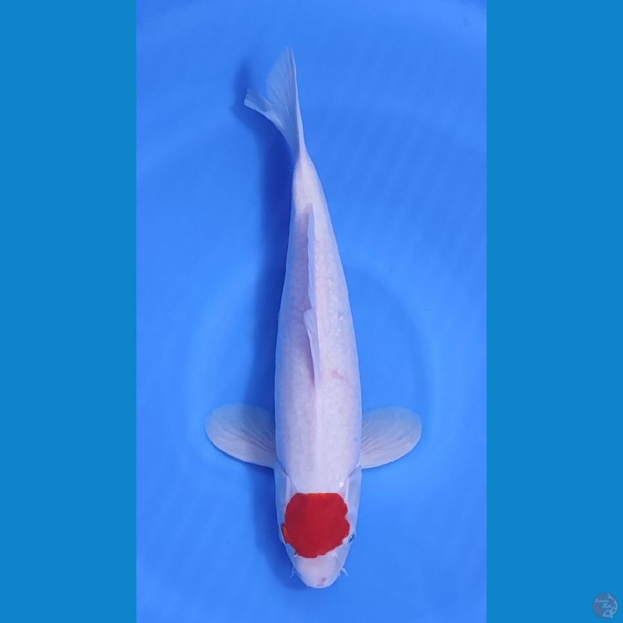 TANCO KOHAKU HQ  ~37cm/Male~