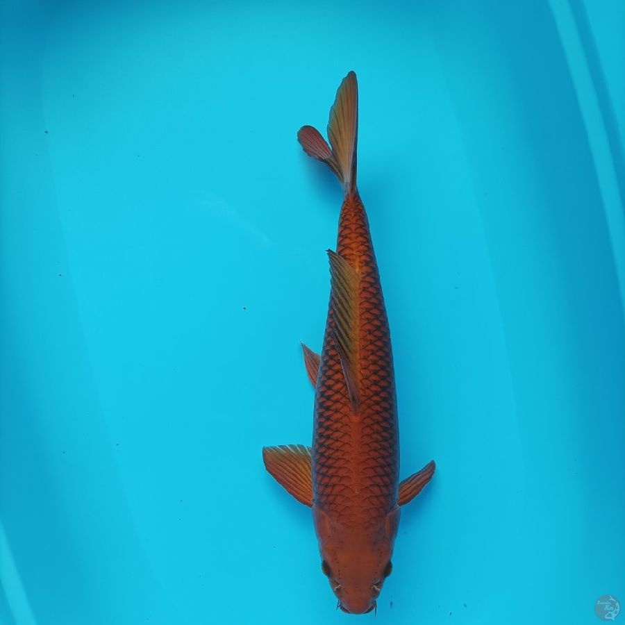 cagoi tembaga male 45 cm