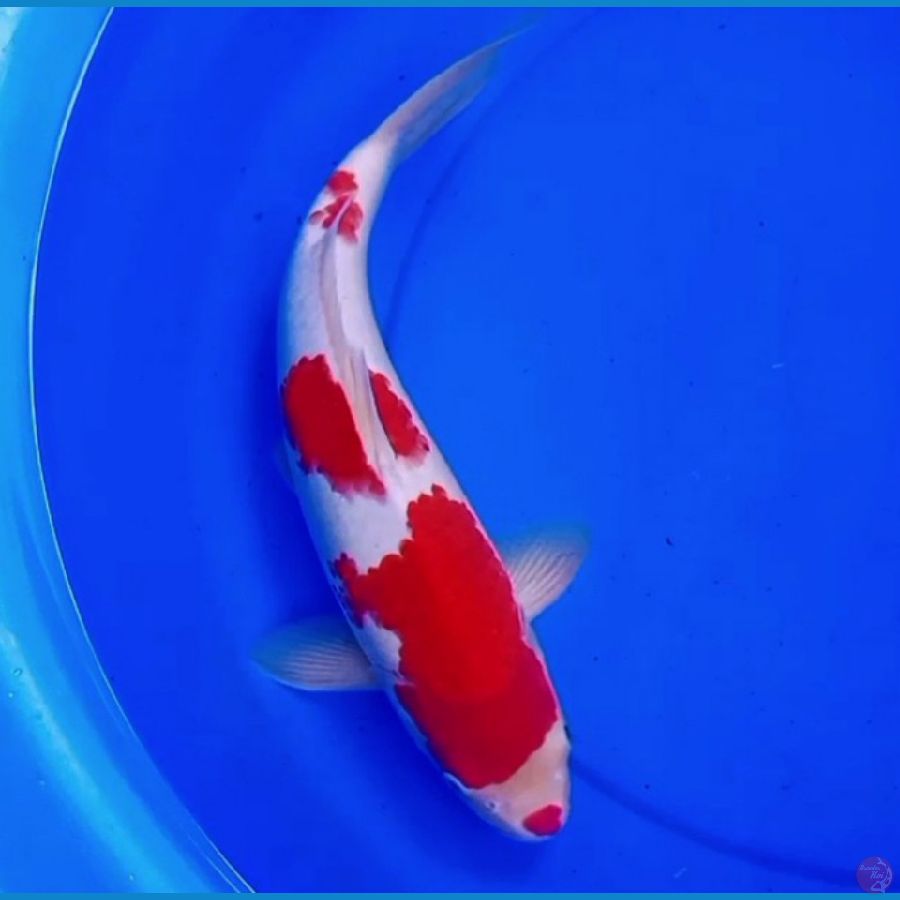 38cm KUCHIBENI KOHAKU RED DEVIL