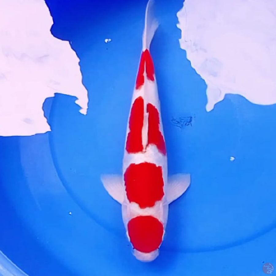 41cm KOHAKU BAGUS 