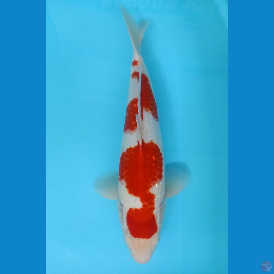 KOHAKU ORIGINAL 39CM MALE