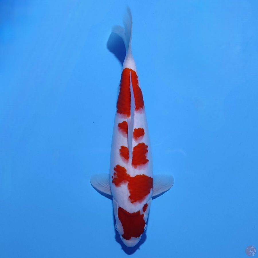 P05 - KOHAKU BODY SUPER 35cm FEMALE