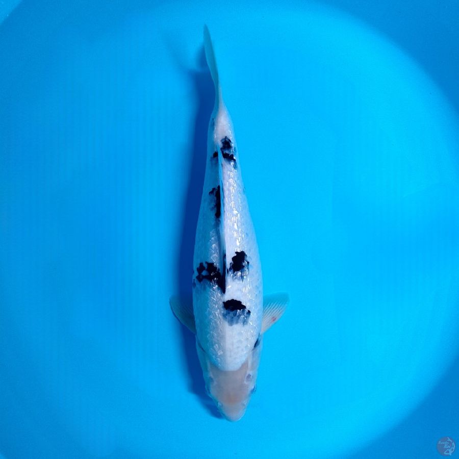 43CM BEKKO GINRIN HQ - FM