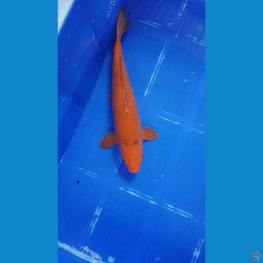 Caramel 30 cm male