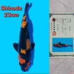 SHINODA HIUTSURI 23CM SERTI