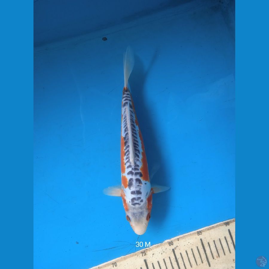 shusui 30cm