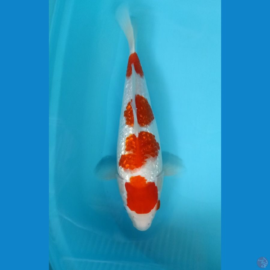 KOHAKU GINRIN ORI 35CM FM