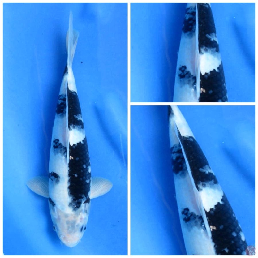 siro 31cm , ob