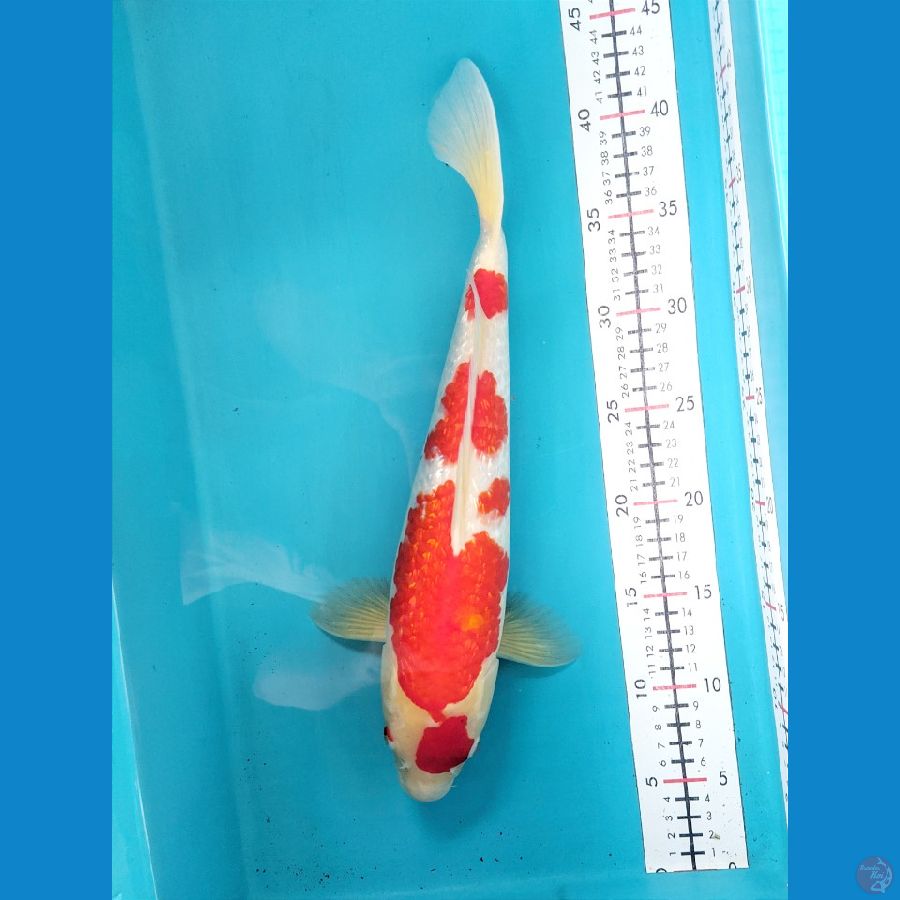 KOHAKU GINRIN 36CM FEMALE 