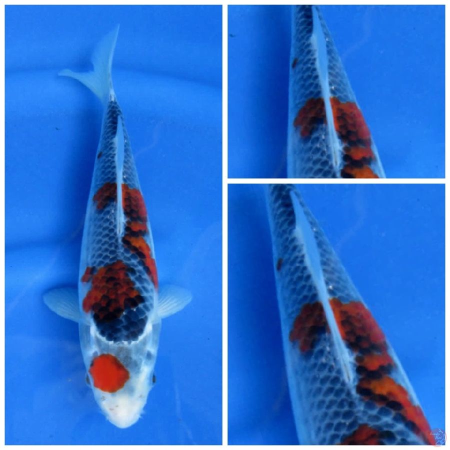 Gosiki ori 27cm