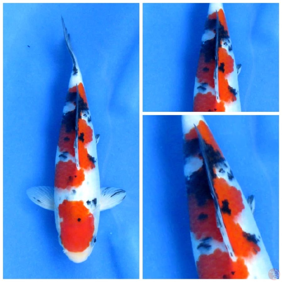 sanke f1 23cm