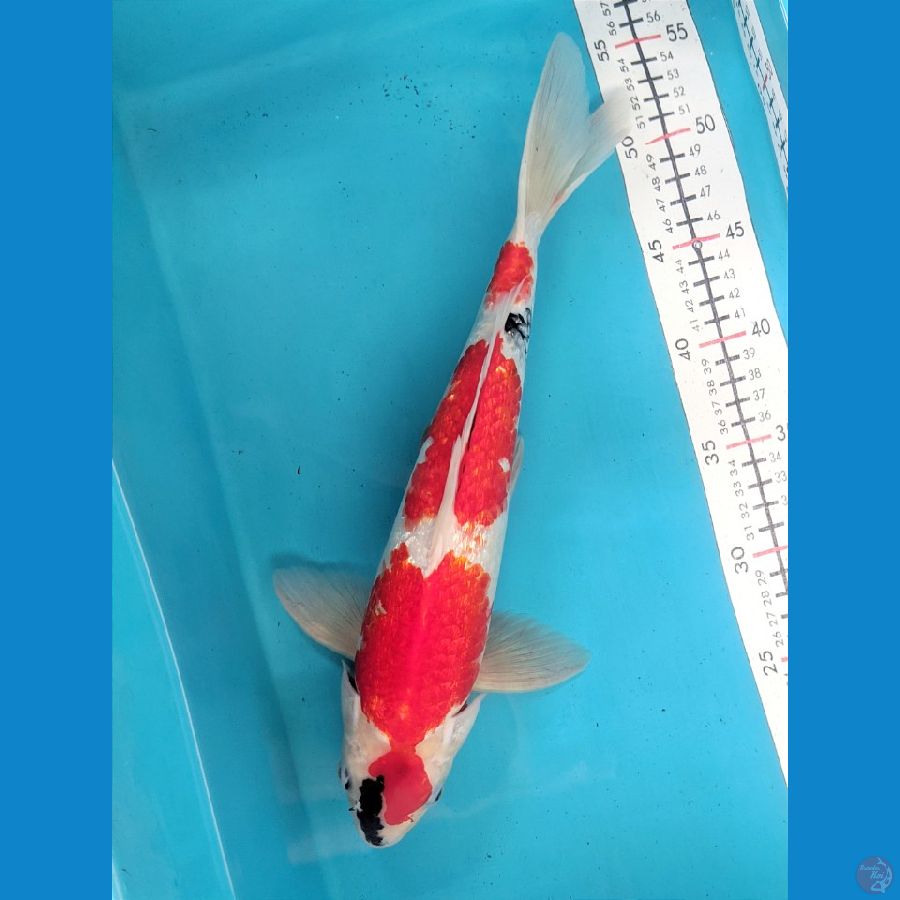 SHOWA GINRIN 36CM FEMALE