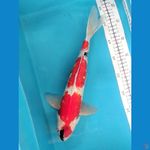 SHOWA GINRIN 36CM FEMALE 