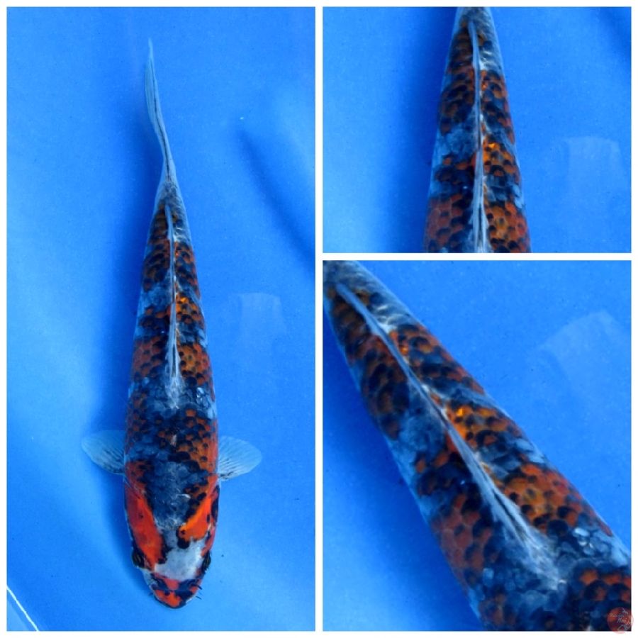 gosiki 25cm
