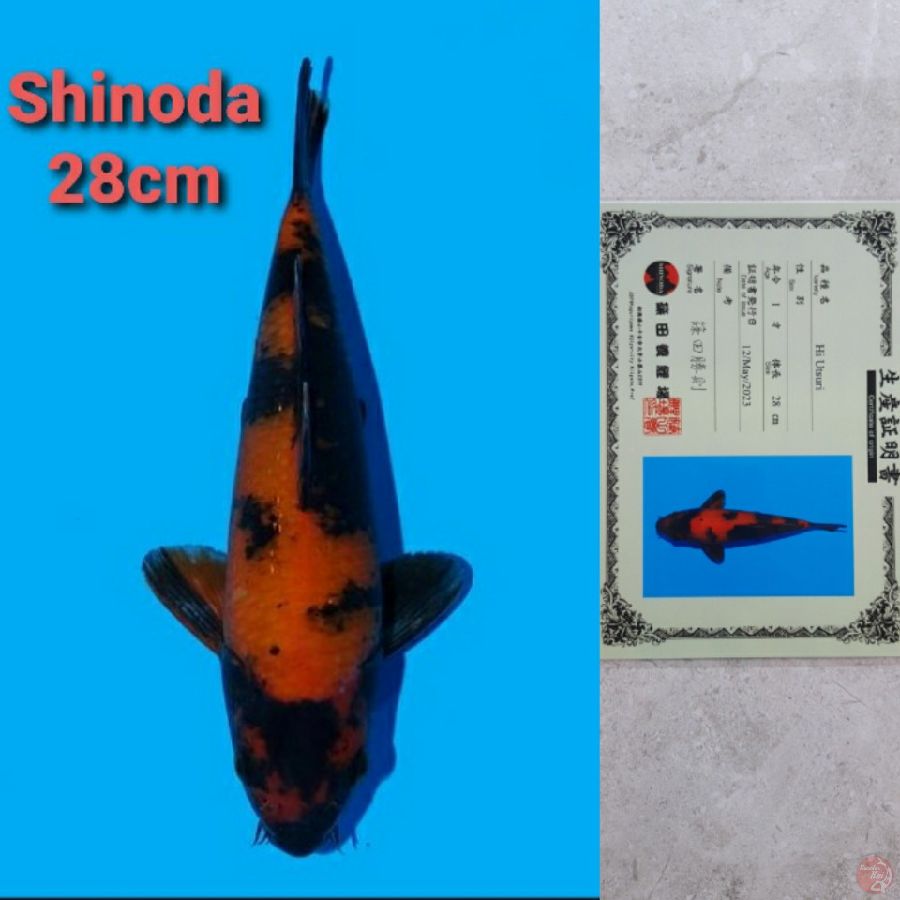 SHINODA HIUTSURI 28CM SERTI