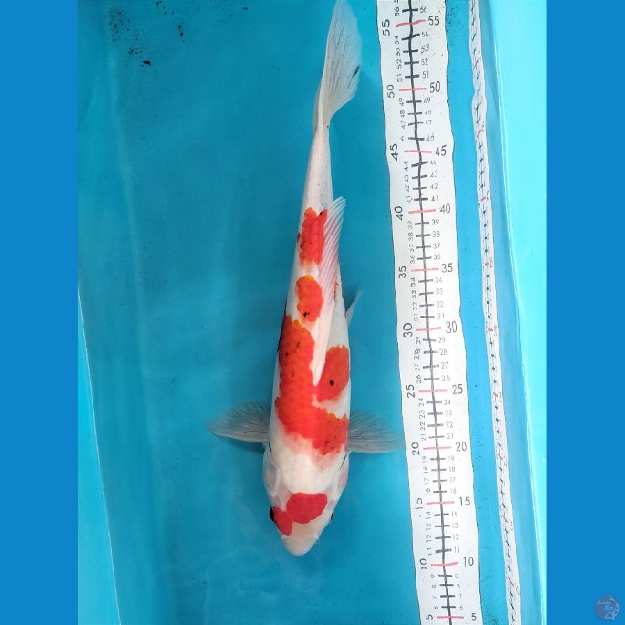 SHOWA TATEGOI 42CM FEMALE