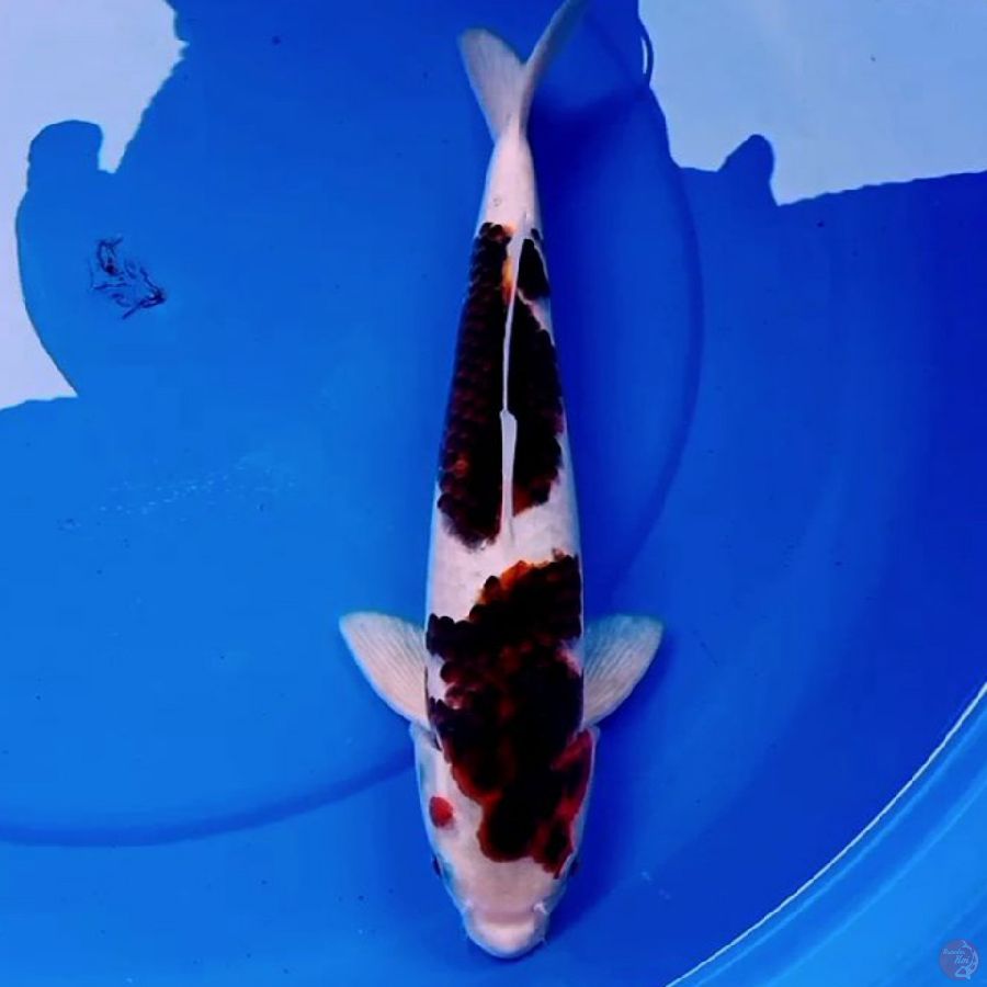 35cm CHOCOLATOS KOROMO
