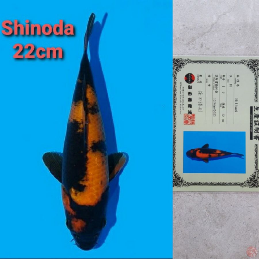 SHINODA HIUTSURI 22CM SERTI