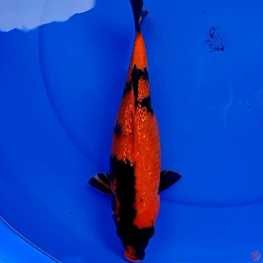 30cm HI UTUSURI GINRIN