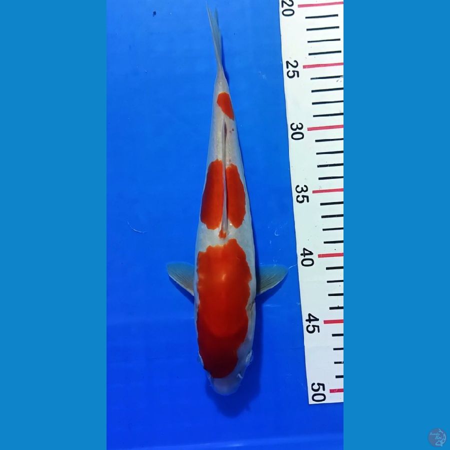 Doitsu Kohaku 30cm