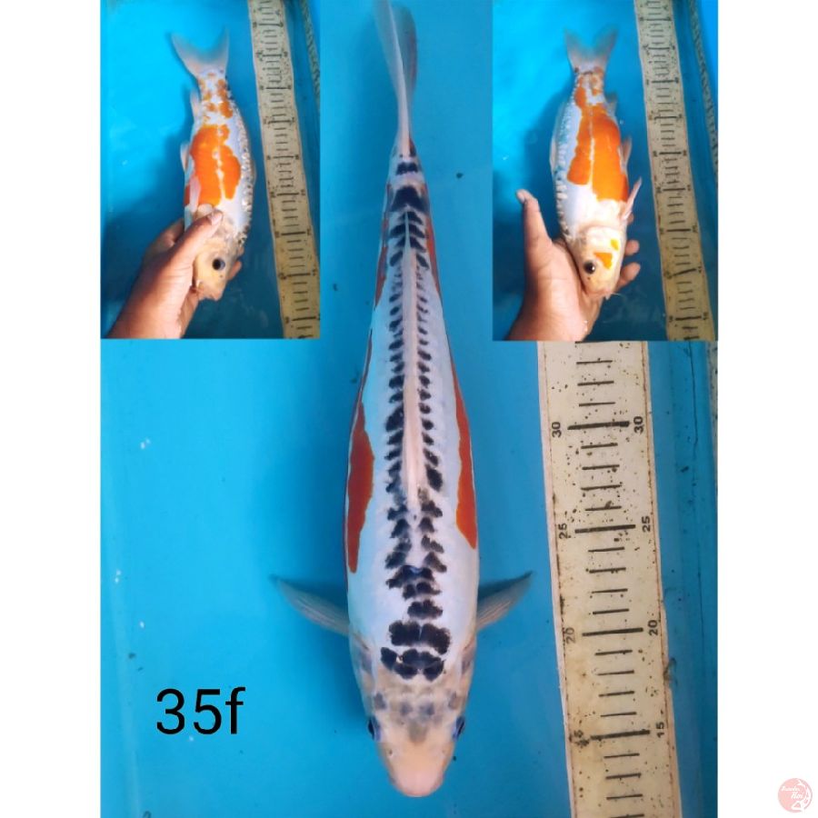 Shusui, 35cm Female