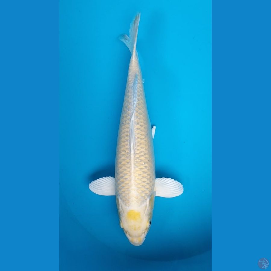 Yamabuki ogon MM 35cm