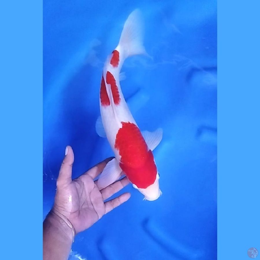 Kohaku 3 Step Ori Merah Strong Jumbo 40 bu 39 cm \ Jantan