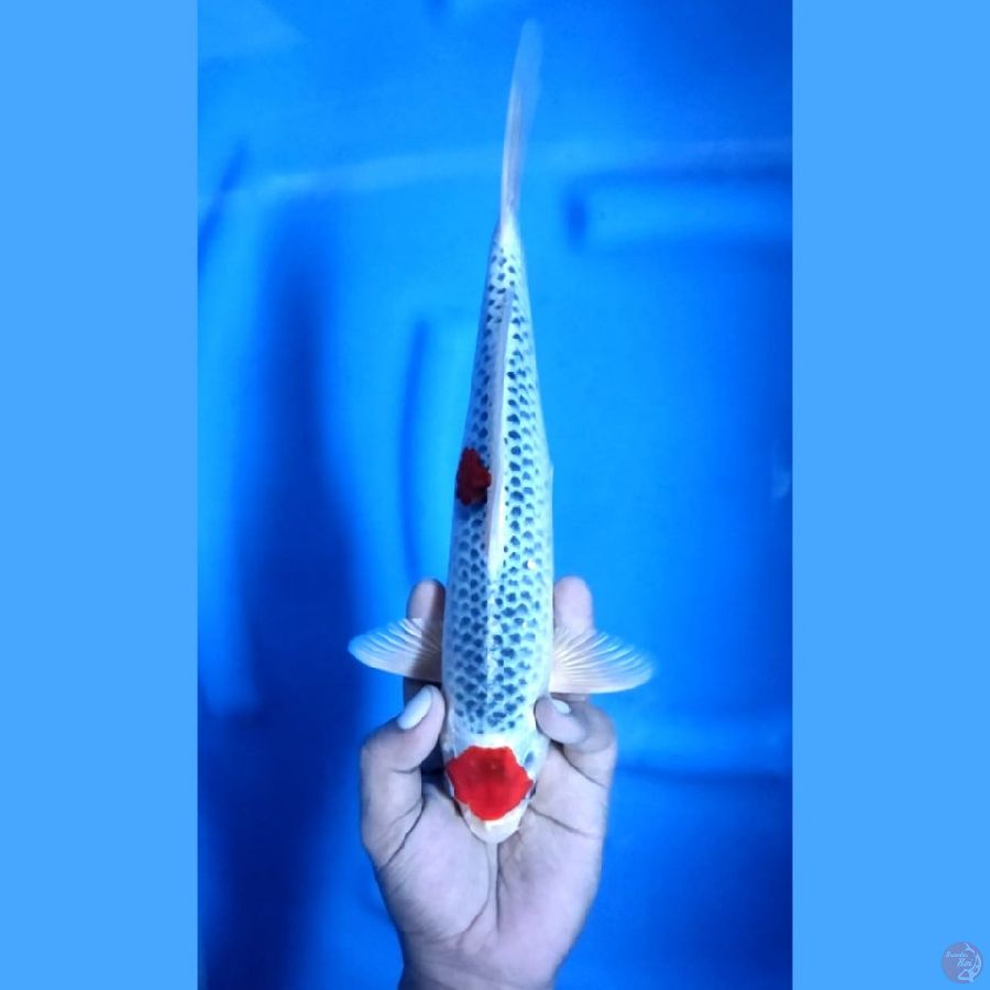 Maruten Kujaku Original 30 cm \ Jantan
