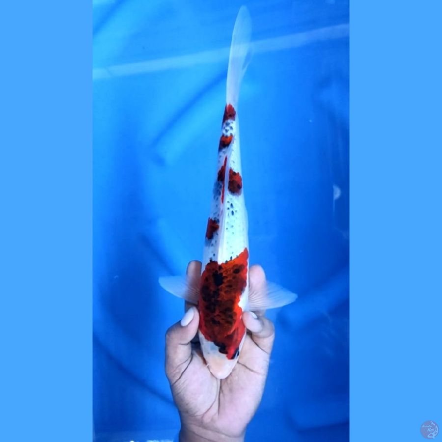 Goshiki Goromo Original 30 cm \ Jantan