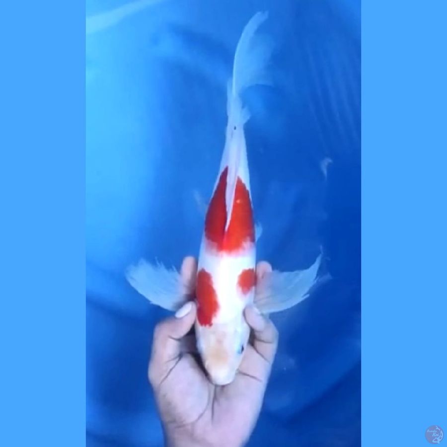 Kumpay Kohaku Original 34 cm \ Jantan