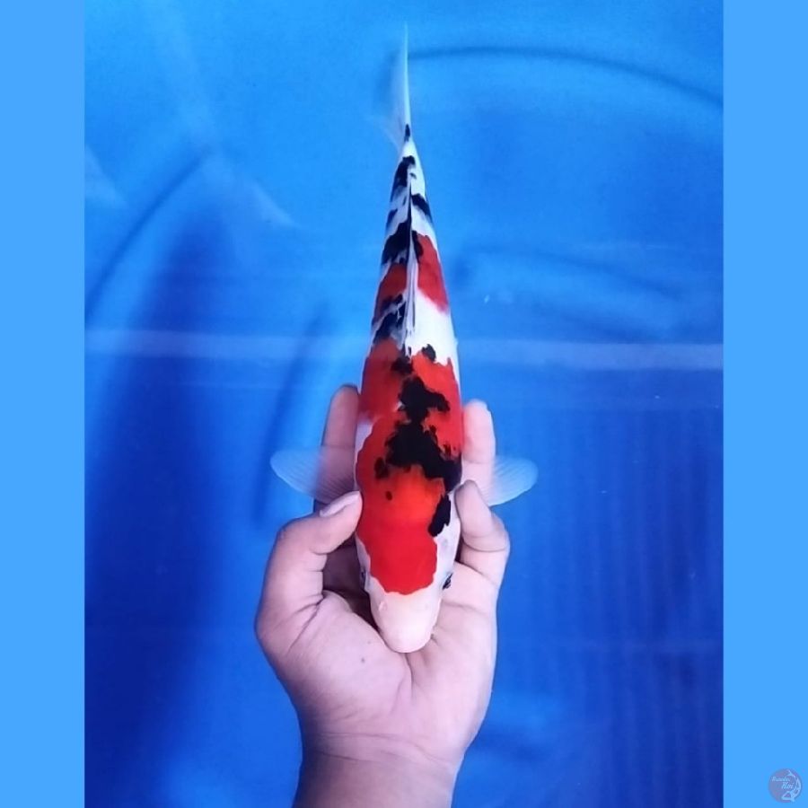 Showa Original 31 cm \ Betina
