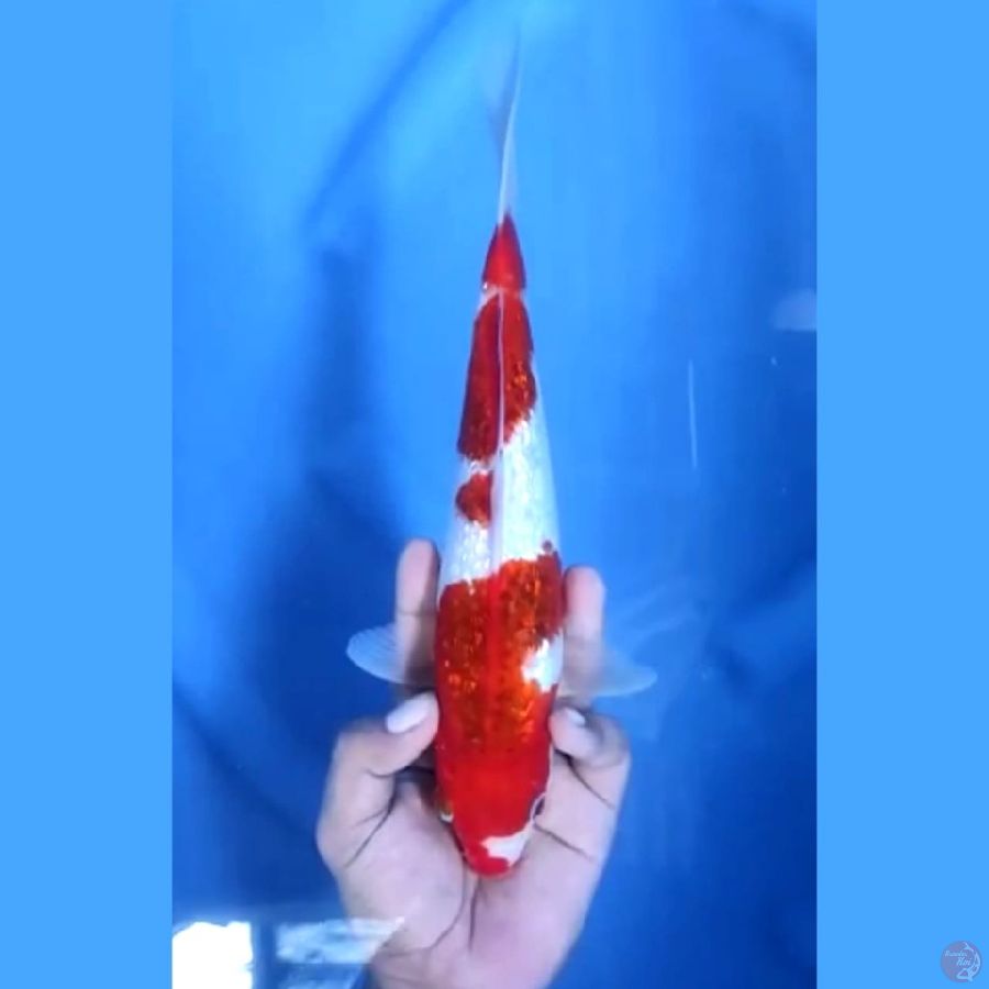 Goromo Ginrin Original 27 cm \ Betina