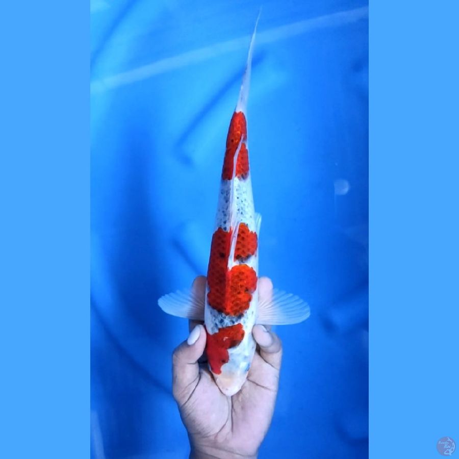 Red Goshiki Quality 32 cm \ Jantan