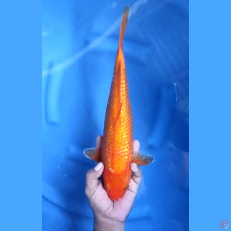 Red Karashi Ginrin 35 cm \ Betina