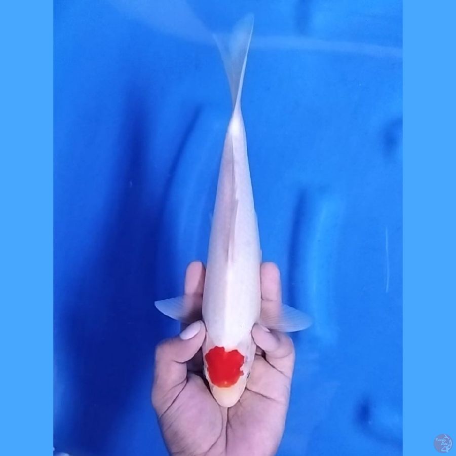 Tancho Kohaku Original 26 cm \ Jantan