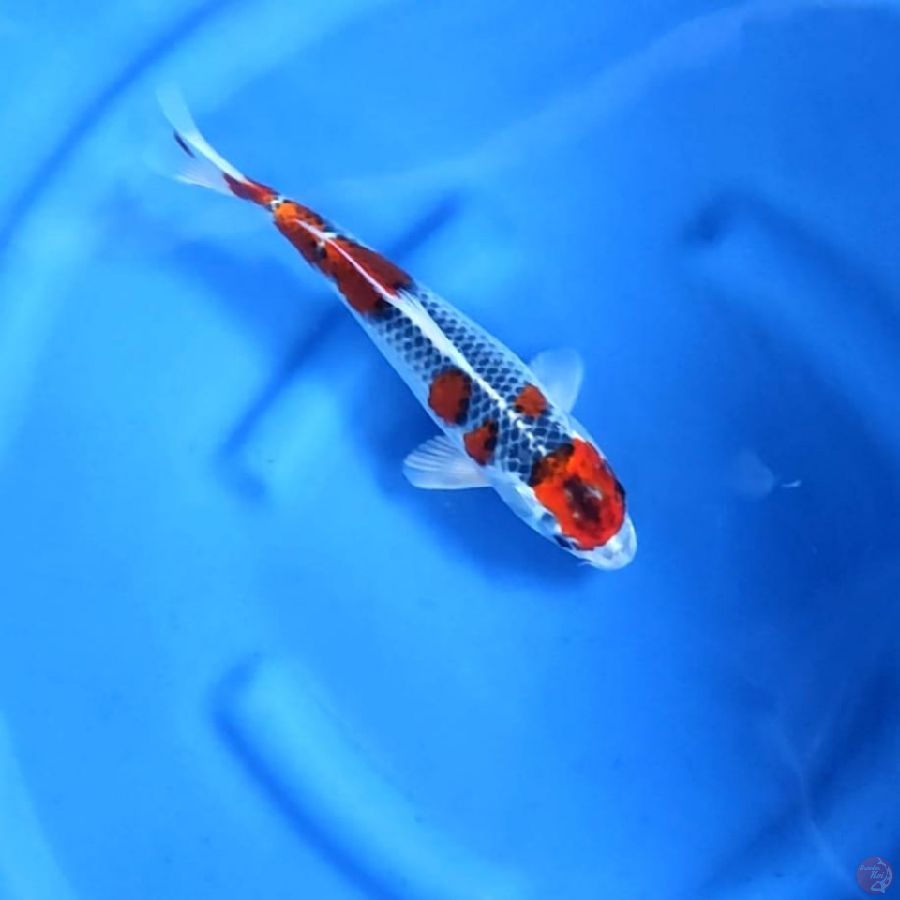 Maruten Red Kujaku Original 28 cm \ Betina