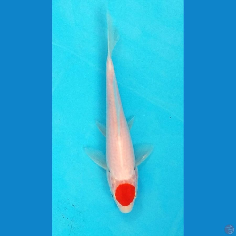 tanco kohaku originil shiroji putih merah strong 20cm