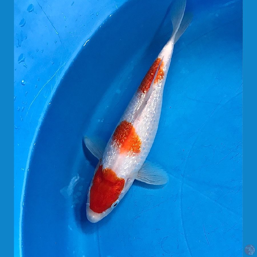 kohaku ginrin 25cm