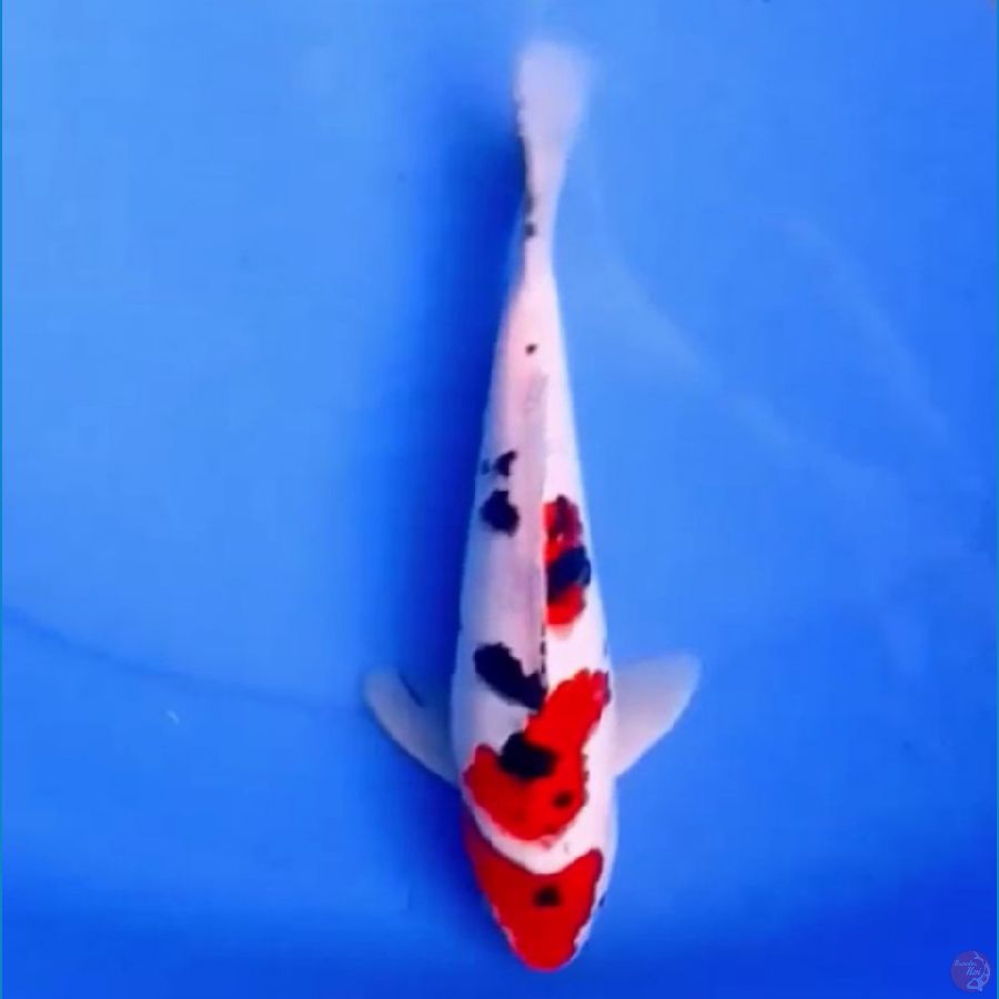 27cm TSUBOSUMI SANKE
